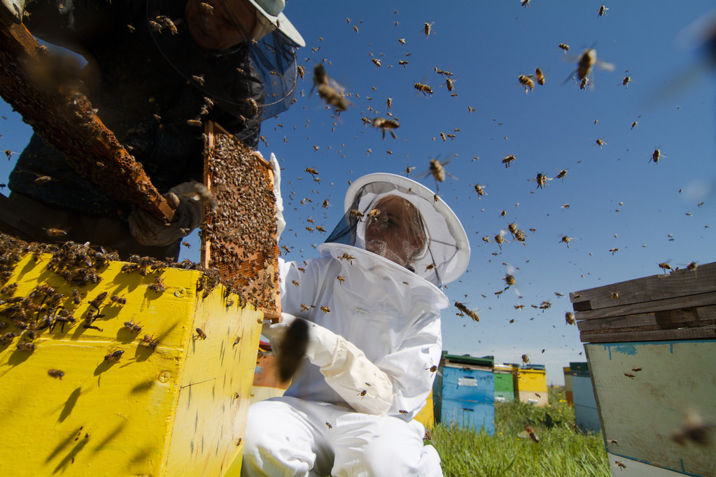 Alas de furia: Condenada por atacar a la policía con un enjambre de abejas 