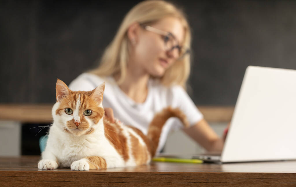 Esta empresa encontró una forma inesperada de mejorar el ambiente laboral: adoptó a dos gatos